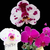 Kit com 3 Phalaenopsis Tam. 3