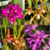 Kit com 4 Orquídeas Perfumadas- Pré adultas