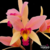Orquídea Laelia Santa Barbara Sunset Tam.3 clone cattleya a rainha das flores especial para colecionar - comprar online