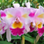 Orquídea Blc. Color Guard Parade (57) - Tam. 2