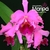 Orquídea Lc. Everett Dirksen (103)- Tam.2
