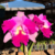 Orquídea Lc.Hausermann´s Firewings Pegasus cattleya flameada - Tam. 2 - comprar online