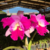 Orquídea Lc.Hausermann´s Firewings Pegasus cattleya flameada Pré-adulta - Orquidário Maripá