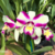 Orquidea Lc. Haw Yuan Beauty Hong planta espetacular - Tam.1