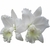 Orquídea C. Hawaiian Wedding Song Virgin - Tam. 1 - comprar online