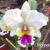 Orquídea Lc. Jaguariuna - Tam.3