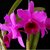 Orquídea Lc. Malli Tyller -Tam.3