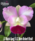 Orquídea Lc. Maris Song X Lc. Mem. Robert Strait (572) - Tam.2 na internet