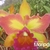 Orquídea Lc.Mary Ellen Carter"Dixie Hummingbird" - Tam. 2