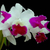 Orquídea Lc. Mem. Dr. Peng Deep - Tam. 3
