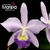 Orquídea Lc.Nobiles Blue Sky Coerulea- Pré- Adulta