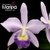 Orquídea Lc.Nobiles Blue Sky Coerulea- Adulta