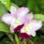 Orquídea Lc. Maris Song X Lc. Mem. Robert Strait (572) - Tam.2 - comprar online