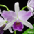 Orquídea Lc.Mary Elisabeth Bohn "Royal Flare" - Tam. 1 cattleya cor diferenciada