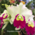 Orquídea Blc Mem. Anna Balmores Carmela - Tam. 2 - comprar online