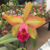 Orquídea Lc. Mem. Dr. Peng Deep X Blc. George King - Pré-Adulta