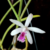 Orquidea Micro Laelia Lundii - Pré-Adulta de porte pequeno