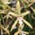 Orquídea Miltonia Flavescens (orquídea do amor) - Adulta - comprar online