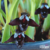 Mini Orquídea Brasiliorchis Schunkeana (Orquídea Negra)- Adulta