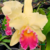 Orquídea (MS1032) Blc. Toshie Aoki Pokai X Blc. Gorgeous Gold Pokai X Lc. Mildred Rives Orchidglade - Adulta - comprar online