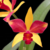 Orquídea (MS167) Lc.Chocotone Gold XPot. Susies Glow Crimson Magic- Tam.2