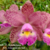 Orquídea (MS169) C. Shilleriana X C. Cruzeiro do Sul Pré-adulta - comprar online