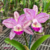 Orquídea (MS210)C.Penny Kuroda Spots X C.Loddigesii X C.Nobile´s Variable Pré-adulta (clone)