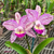 Orquídea (MS210)C.Penny Kuroda Spots X C.Loddigesii X C.Nobile´s Variable Adulta