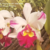 Orquídea (MS242)Blc. Chunyeah 17 X Blc. Dream Paradise - Tam. 2