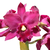 Orquídea (MS248)Lc. Orglade´s Royal Lady Roman Holiday - Adulta