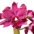 Orquídea (MS248)Lc. Orglade´s Royal Lady Roman Holiday - Tam.3