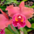 Orquídea (MS263) Blc. Chunyeah Good Life X Blc. Chia Lin New City - Tam. 3