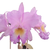 Orquídea (MS274) Lc. Drumbeat Triumph X Bc. Pastoral Innocense X C.Virginia Ruiz X Bc. Pastoral - Pré-adulto