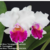 Orquídea (MS288) Lc. Mildred Rives Orchidglade X Lc. Ecstasy Orchidglade X Lc. Mildred Rives Orchidglade - Tam.2