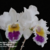 Orquídea (MS288) Lc. Mildred Rives Orchidglade X Lc. Ecstasy Orchidglade X Lc. Mildred Rives Orchidglade - Tam.2 - comprar online