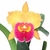 Orquídea (MS291)Blc. Chia Lin New city X Blc.Chunyeah Good Life- Tam.2 (Meristema)