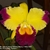 Orquídea (MS292)Blc. Taiwan Queen Golden Monkey X Blc. Toshie Aoki Carmela- Tam.3