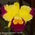 Orquídea (MS292)Blc. Taiwan Queen Golden Monkey X Blc. Toshie Aoki Carmela- Adulta