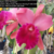 Orquídea (MS303) Blc. Toshie Aoki Carmela X Lc. Orglades Royal Lady Roman Holiday X Blc. Oconee Mendenhal - Tam.3
