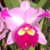 Orquídea (MS310)Blc. Chunyeah 17 X Blc. Dream Paradise- Tam.2