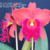 Orquídea (MS317) Blc.Edisto Newberry XPot. Red Crab Kuan Miao X Blc. Chunyeah Good Life- Tam.3