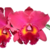 Orquídea (MS318) Blc.Edisto Newberry X Pot. Red Crab Kuan Miao- Tam.2 (Meristema)