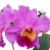 Orquídea (MS320) Blc. Raye Holmes Mary Ellen X Lc. Horace Maxima- Tam.2 (Meristema)
