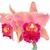 Orquídea (MS325) Blc. Chunyeah Good Life X Blc. Chia Lin New City- Tam.3
