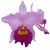 Orquídea (MS336)Lc. Floralia TriumphXLc. Yoshiko Suzuki X C.Virginia Ruiz X Bc. Pastoral- Tam.2 (Meristema)