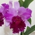 Orquídea (MS338) C. Ruth Gee Carmela X Blc. Empress Of Mercury X Lc. Sheilla Campton - Tam.2
