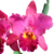 Orquídea(MS339) Blc.Edisto Newberry X Pot. Red Crab Kuan Miao- Tam.2