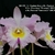 Orquídea (MS342) C. Virginia Ruiz X Bc. Pastoral X Lc. Drumbeat Triumph X Bc. Pastoral Innocence- Tam.2 (Meristema)