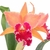 Orquídea (MS347) Clone Blc. Chia Lin Newcity X Blc. Chunyeah Good Life- Tam.2 (Meristema)