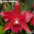 Orquidea Blc. Nobile´s Bruno Bruno flores de porte médio cor vermelha Pré-adulta